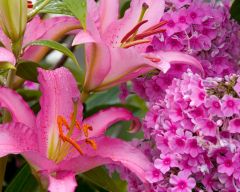 Tapeta Nature Flowers 667.jpg